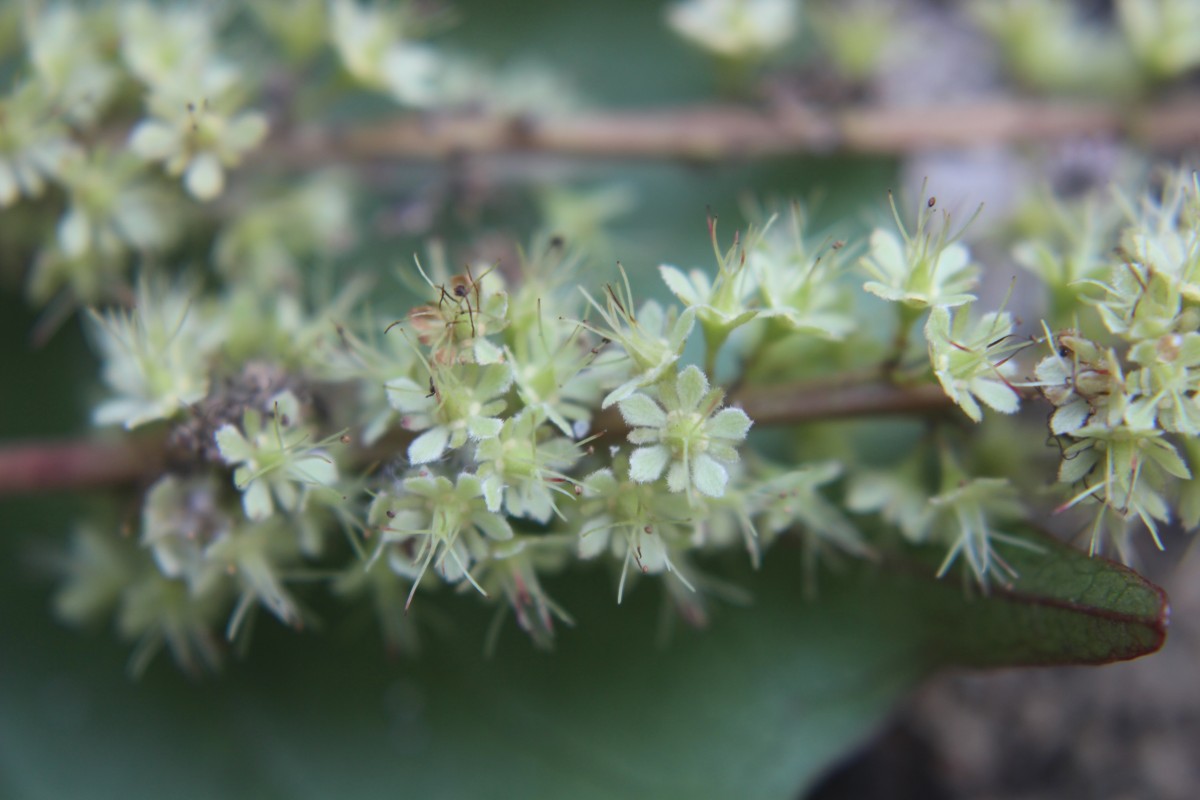 Homalium ceylanicum (Gardner) Benth.